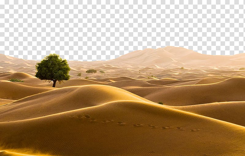 green leafed tree in the middle of desert, Oman Sahara Bahrain Desert Travel, Land Desertification transparent background PNG clipart