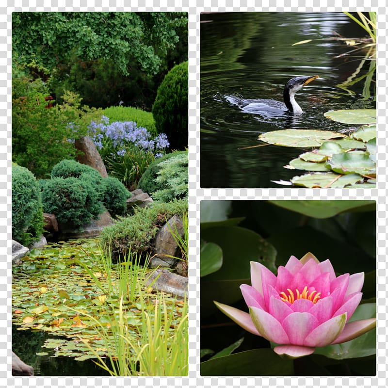 Botanical garden Pond Flora Water feature Flower, japanese garden transparent background PNG clipart