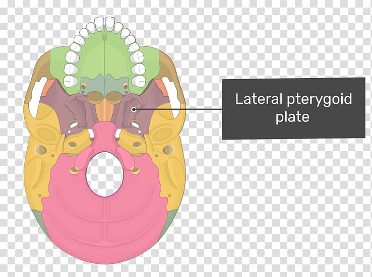 Pterygoid processes of the sphenoid Medial pterygoid muscle Pterygoid hamulus Lateral pterygoid muscle Sphenoid bone, others transparent background PNG clipart