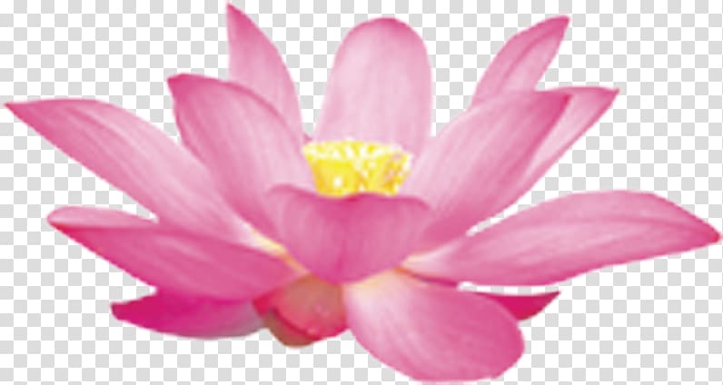 Nelumbo nucifera Illustration, Lotus transparent background PNG clipart