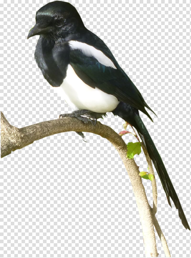 Eurasian Magpie Bird .com Beak, Bird transparent background PNG clipart