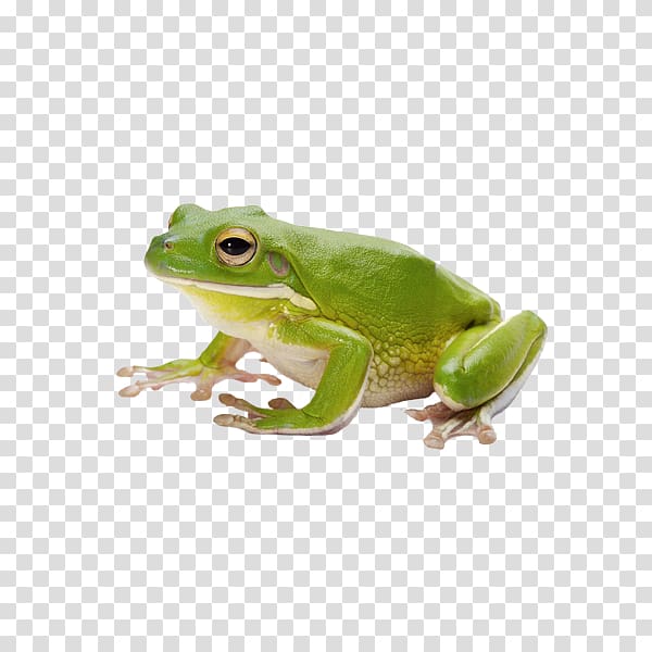 Frog Amphibian Tadpole, frog transparent background PNG clipart