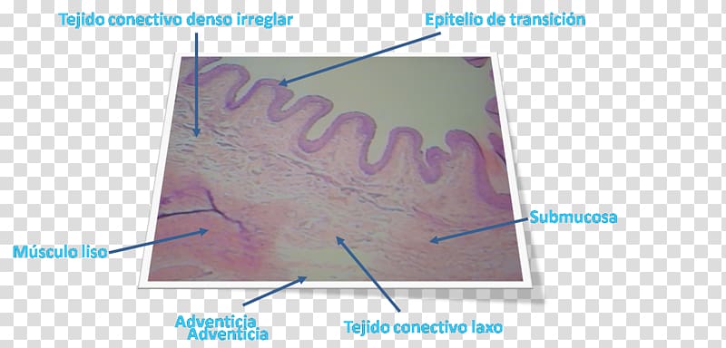Urinary bladder Submucosa Lamina propria Smooth muscle tissue Optical microscope, lengua transparent background PNG clipart
