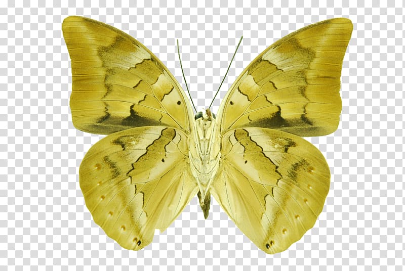 Bombycidae Moth, ramses ii transparent background PNG clipart