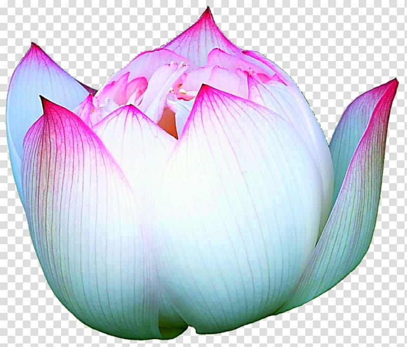 Nelumbo nucifera Aquatic Plants Proteales Purple Lilac, pink lotus in full bloom transparent background PNG clipart