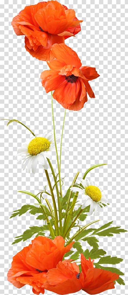 Animaatio Daytime Morning , poppies transparent background PNG clipart