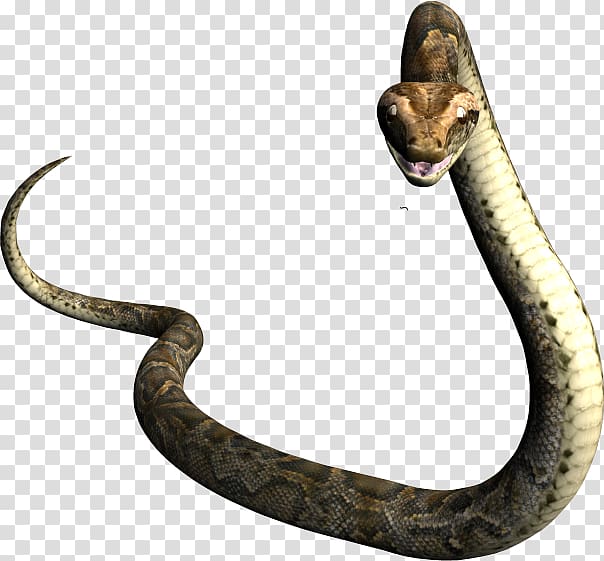 Rattlesnake Vipers Mamba Boa constrictor, Stand up snake transparent background PNG clipart