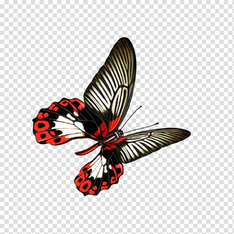 Monarch butterfly, butterfly transparent background PNG clipart