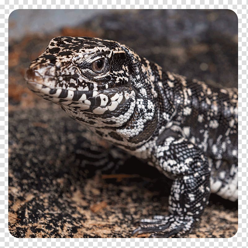 Gila monster Terrestrial animal Heloderma, seaworld transparent background PNG clipart