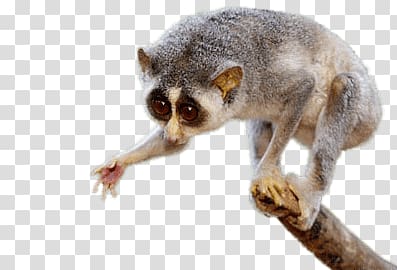 white and gray tarsier, Slow Loris Giving Paw transparent background PNG clipart