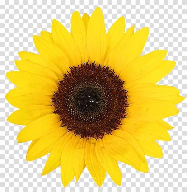 Common sunflower Sunflower oil Sunflower seed Desktop , sunflower transparent background PNG clipart