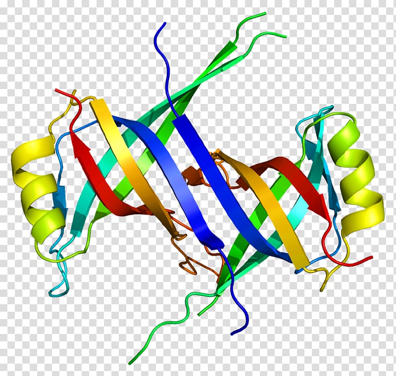 Single-stranded binding protein SSBP1 DNA Gene, Dnabinding Protein transparent background PNG clipart