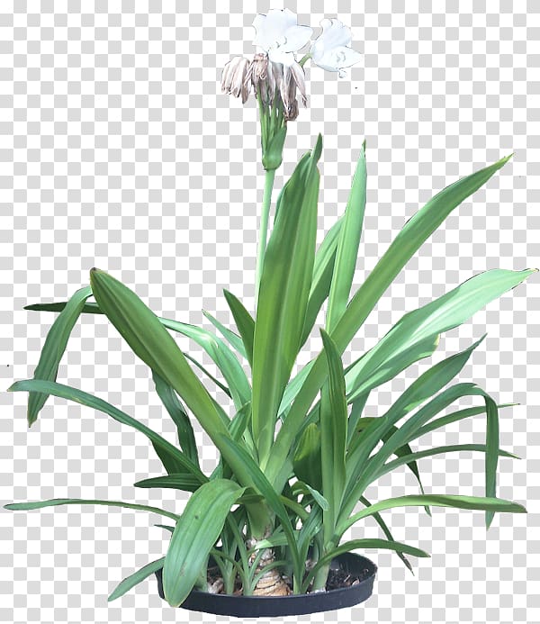 Hymenocallis littoralis Flowering plant Flowering plant Tropics, tropical plant transparent background PNG clipart