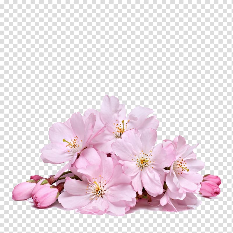 pink cherry blossoms illustration, Cherry blossom Flower, Sakura Creative transparent background PNG clipart