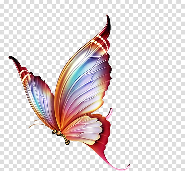 Butterfly Papillon dog , Colorful butterfly transparent background PNG clipart