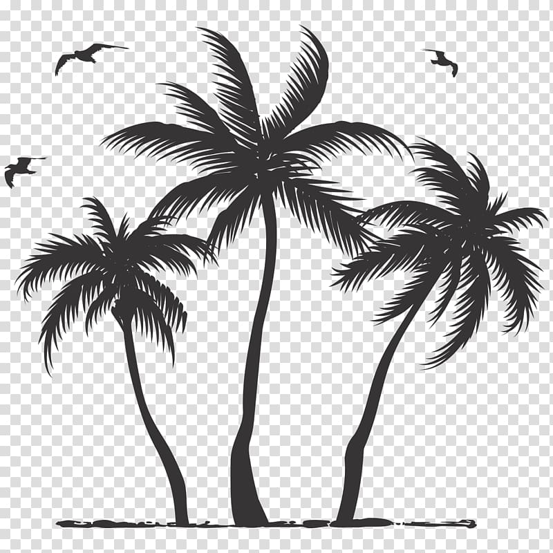 Coconut Asian palmyra palm Tree Arecaceae, coconut transparent background PNG clipart