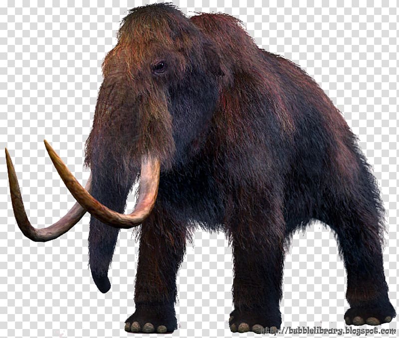 Mammuthus meridionalis Woolly mammoth Columbian mammoth Extinction Woolly rhinoceros, ice age transparent background PNG clipart