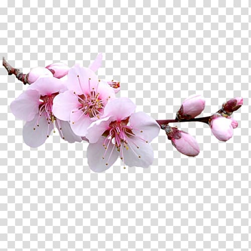 Almond Blossoms Flower , almond transparent background PNG clipart