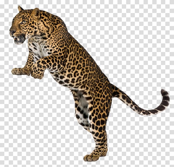 leopard illustration, Cheetah Amur leopard Felidae Tiger , Leaping leopard transparent background PNG clipart
