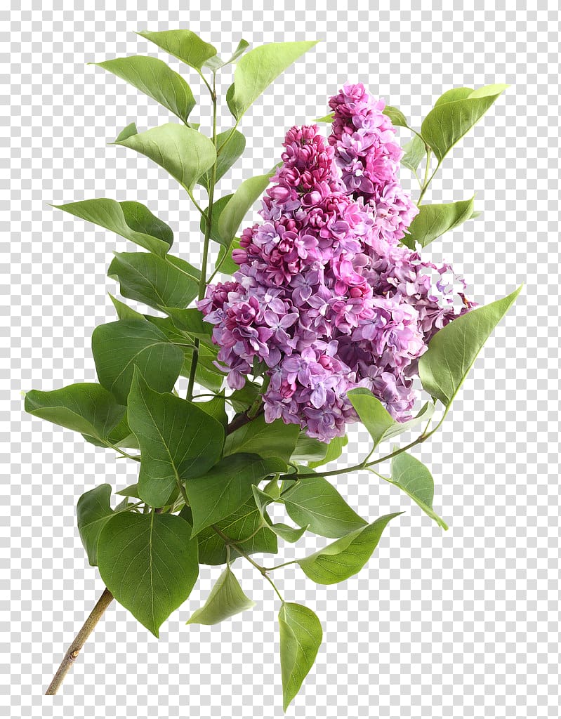 Flower High-definition video .xchng , Lilac transparent background PNG clipart