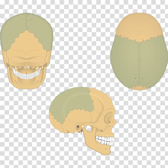 Skull Parietal bone Anatomy Parietal lobe, skull transparent background PNG clipart