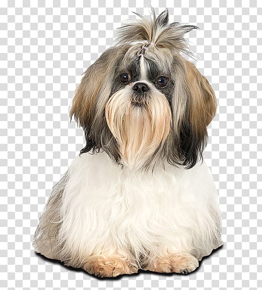 Shih Tzu Lhasa Apso Bichon Frise Maltese dog Puppy, puppy transparent background PNG clipart