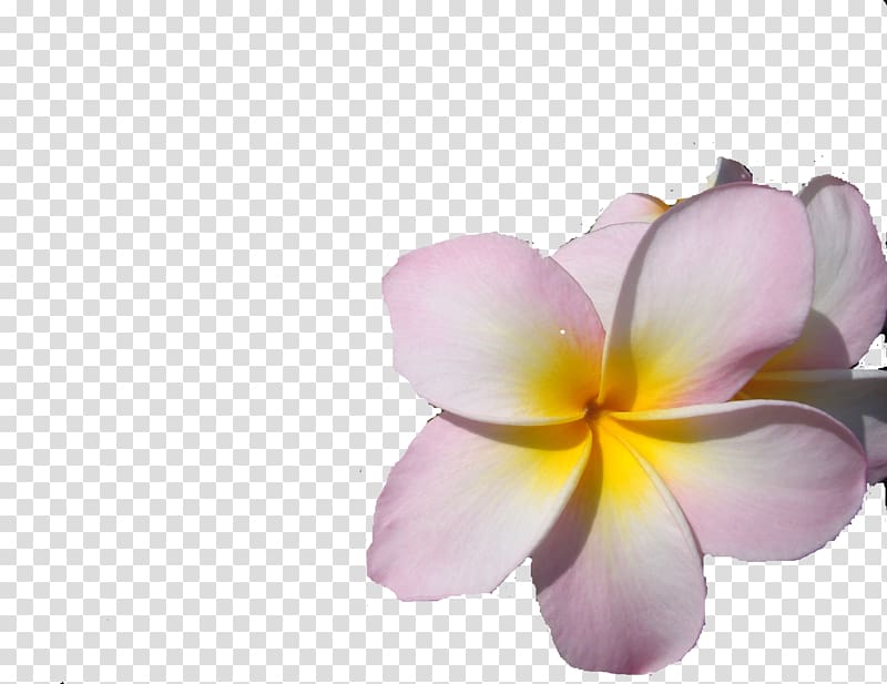 Forgiveness Is the Home of Miracles: A Personal Journey Through the Workbook of A Course in Miracles It\'s Time to Get Selfish: A Journey Inside of Self...a Fascinating Truth...a Life Altering Experience... Frangipani Transparency and translucency, plumeria transparent background PNG clipart