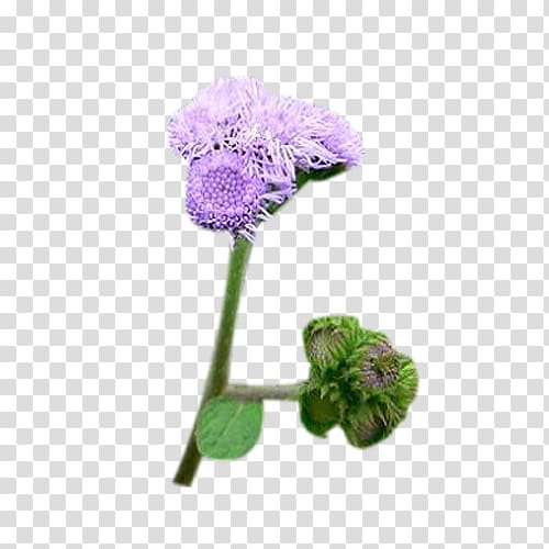Milk thistle Flower Euclidean , A piece of purple milk thistle flower buds transparent background PNG clipart
