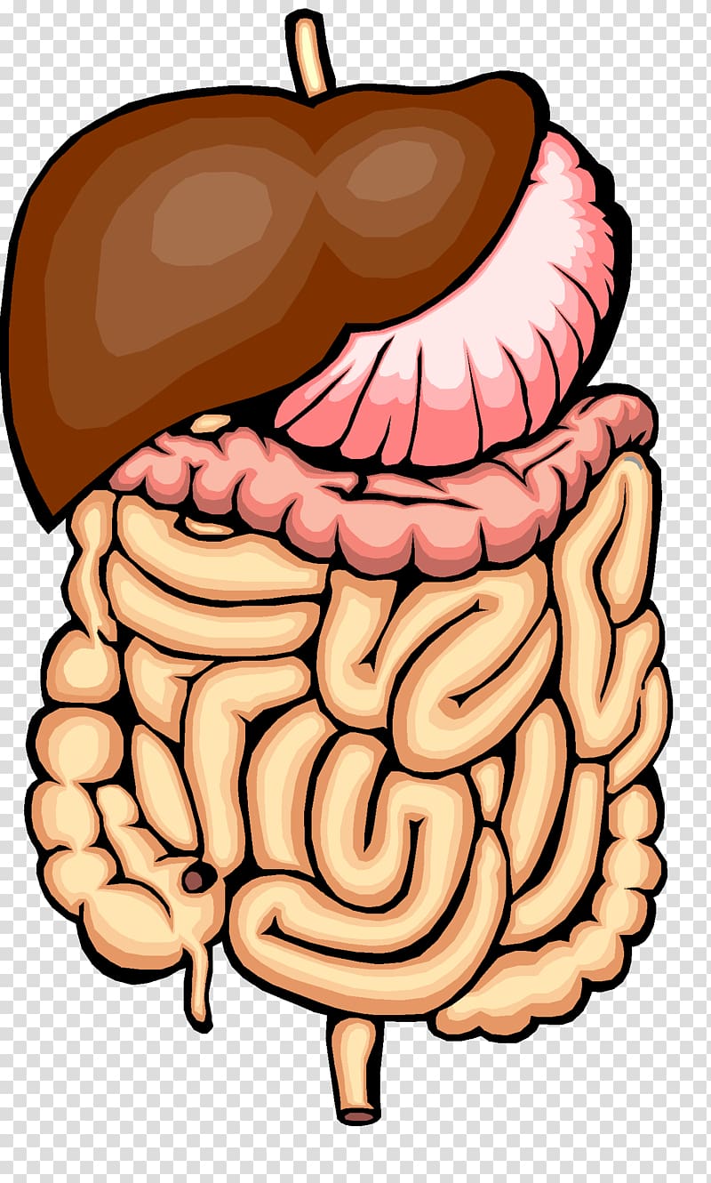 human intestines art, Digestion Physical change Human digestive system Chemical change Gastrointestinal tract, organs transparent background PNG clipart