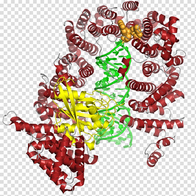 microRNA Drosha DGCR8 XPO5, others transparent background PNG clipart