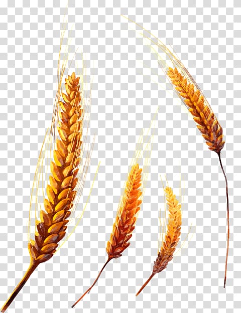 Emmer Einkorn wheat Common wheat Cereal Grain, ear transparent background PNG clipart