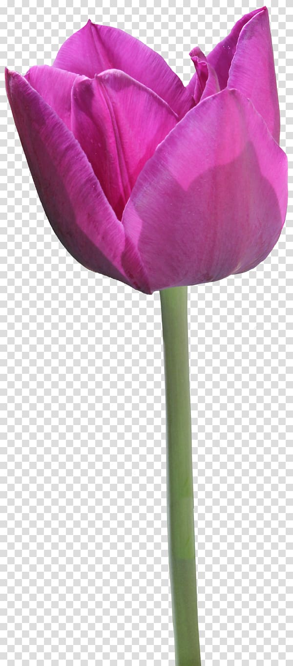 Tulip Garden roses, Purple Tulip transparent background PNG clipart