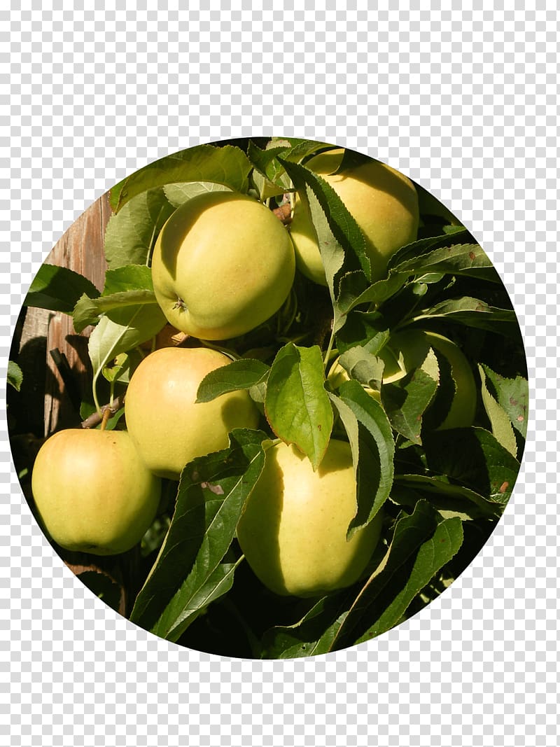 Apple Delbarestivale Fruitbedrijf Van den Berge Citrus Juice vesicles, Golden Delicious transparent background PNG clipart