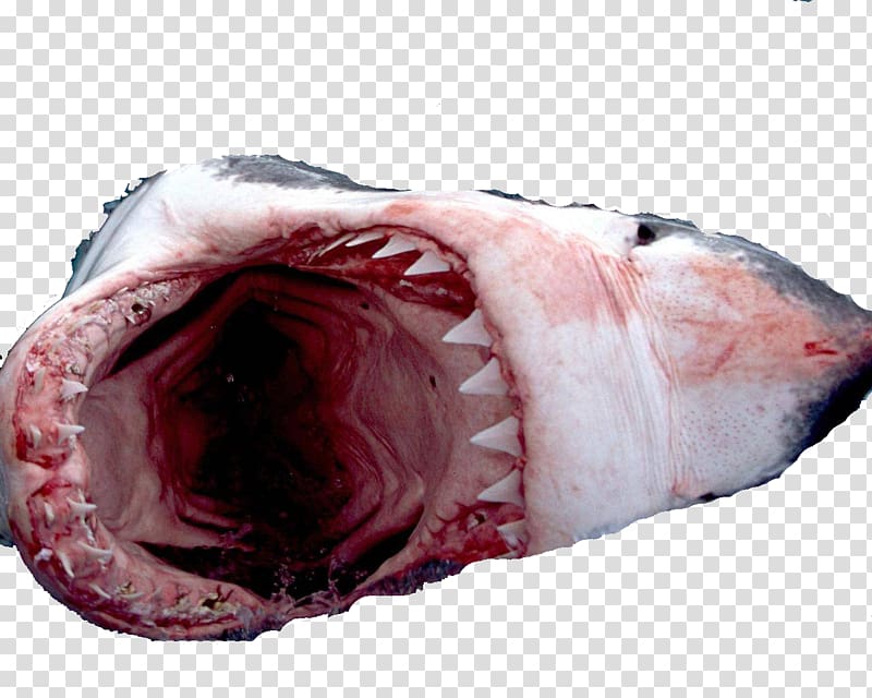 Great white shark Megalodon Shark attack Lemon shark, shark transparent background PNG clipart