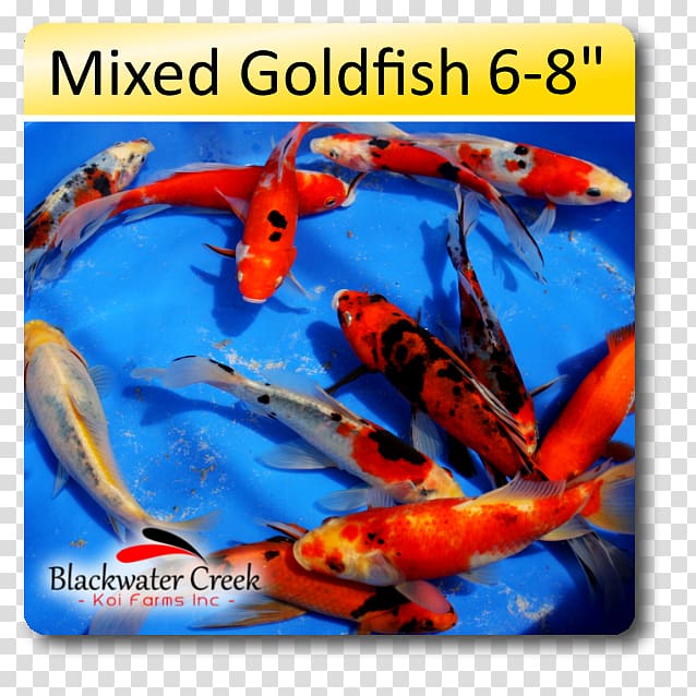 Blackwater Creek Koi Farm Shubunkin Feeder fish, fish transparent background PNG clipart