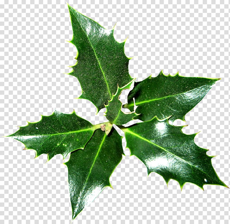 Common holly Ilex crenata Christmas Plant Magnolia, HOLLY transparent background PNG clipart