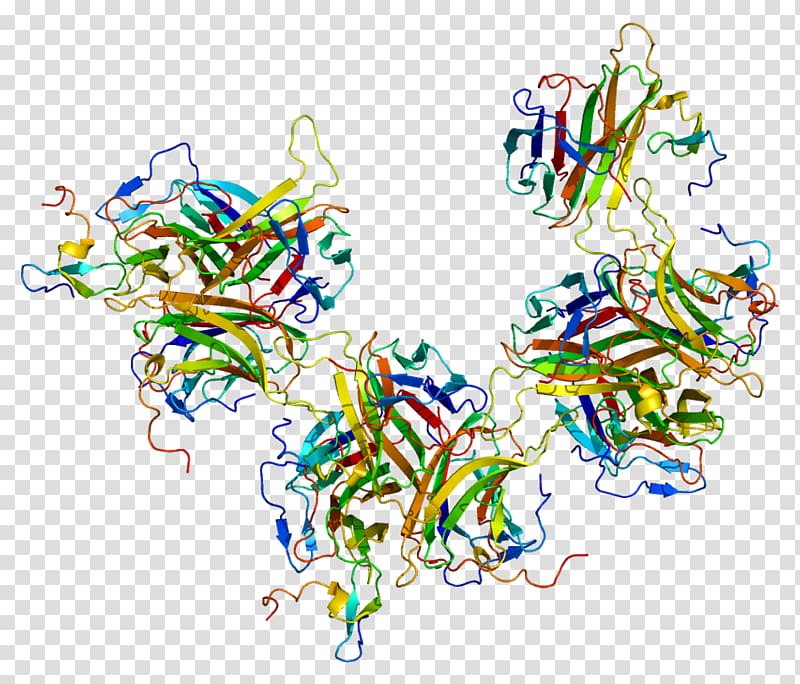 B-cell activating factor BAFF receptor TNF receptor superfamily Protein, others transparent background PNG clipart