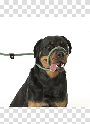 Great Dane Cat Collar Leash Lead, Cat transparent background PNG clipart thumbnail