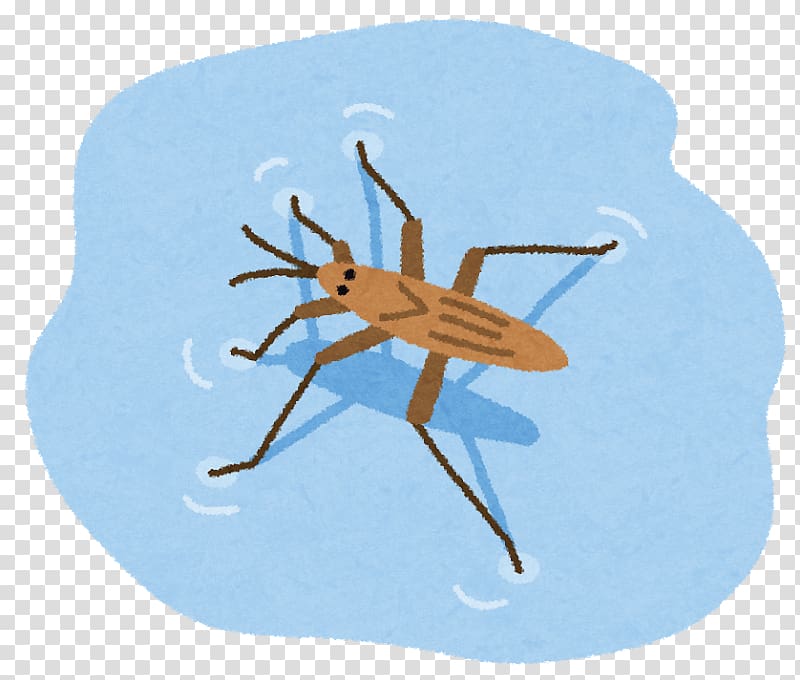 Fly Insect Water striders アメンボ類 True bugs, fly transparent background PNG clipart