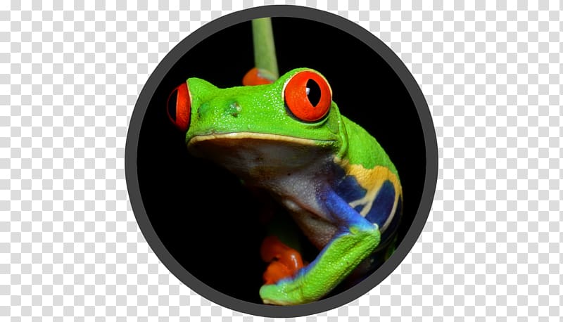 Red-eyed tree frog Amphibians Central America, frog transparent background PNG clipart