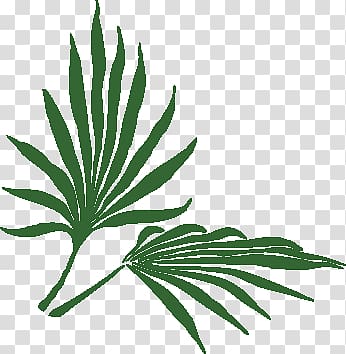 Plant Frond Tropics , plant transparent background PNG clipart