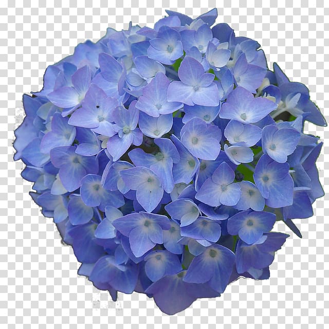 French hydrangea Flower garden Blue Desktop , flower transparent background PNG clipart