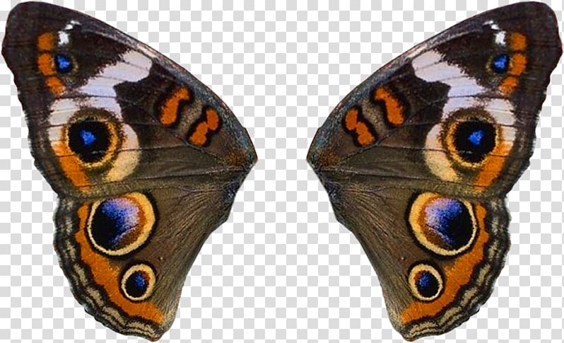 Brush-footed butterflies Butterflies and moths Insect wing, Bird transparent background PNG clipart