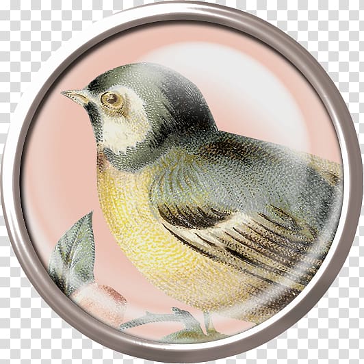 Bird Eurasian Magpie House Sparrow Black-naped oriole, Oriole mirror transparent background PNG clipart