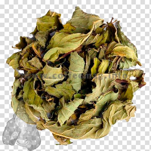 Green tea Tieguanyin Herbal tea Peppermint, tea transparent background PNG clipart