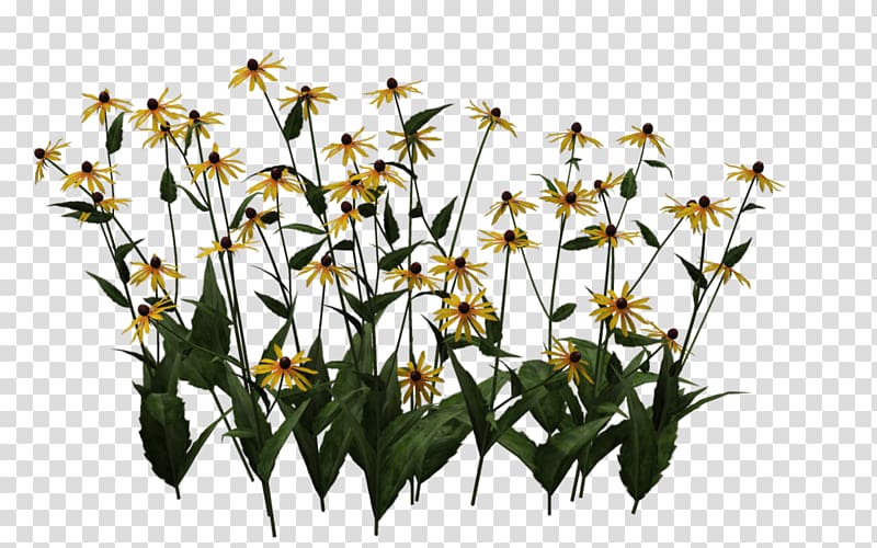 Blackeyed Susan Coneflower, Blackeyed Susan transparent background PNG clipart