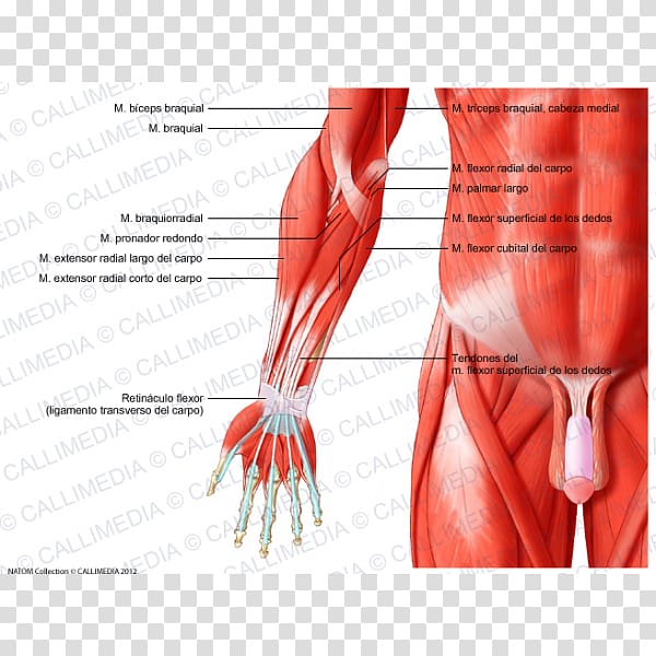 Anterior compartment of the forearm Muscle Elbow, arm transparent background PNG clipart