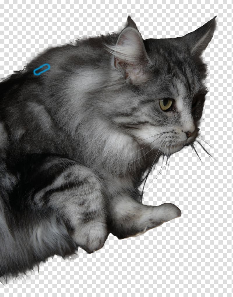 Nebelung Maine Coon Asian Semi-longhair Norwegian Forest cat Whiskers, Giesswein France Eurl transparent background PNG clipart