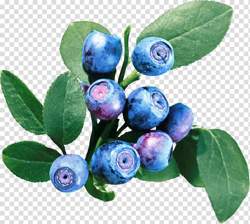 Bilberry European blueberry, sea buckthorn transparent background PNG clipart