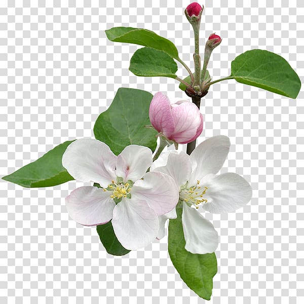 Apples Flower Tree Blossom, flower transparent background PNG clipart